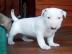 BULLTERRIER, BULLTERIER, BULTERIER