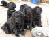 Flat Coated Retriever s PP - predaj