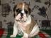 ANGLICK BULDOG - bulldog - buldok