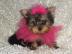 Mini Yorkshire Terrier