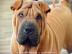 tata arpej s PP / shar-pei